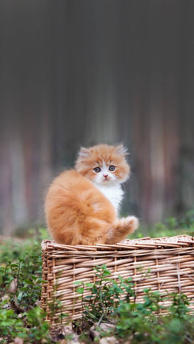 Weather Kitty for overcast weather